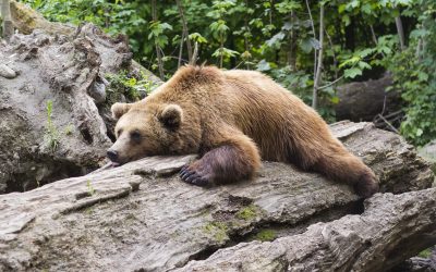 The Power of Sleep and its benefits