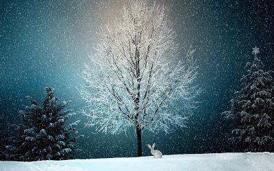 A Very Merry Christmas from all of us at Safewell