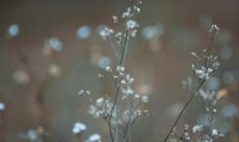 Face Fit Testing image showing pollen in the air